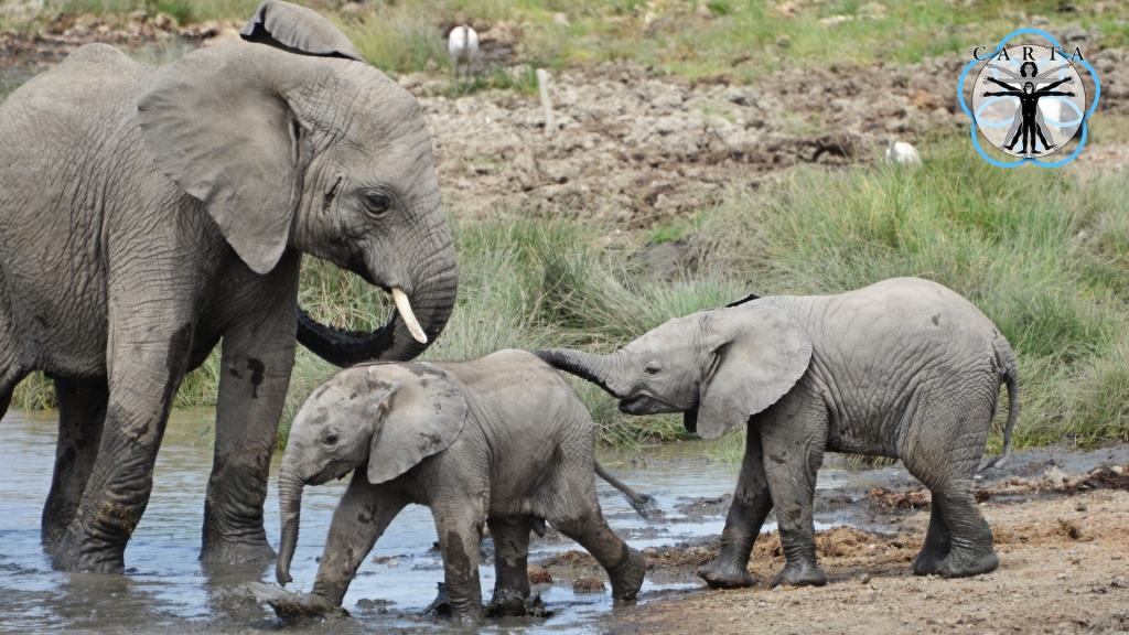 Location: Lake Ndutu, Tanzania. Photo credit: Pascal Gagneux. © 2021