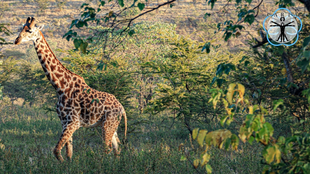 Location: Serengeti National Park, Tanzania. Photo credit: Pascal Gagneux. © 2021