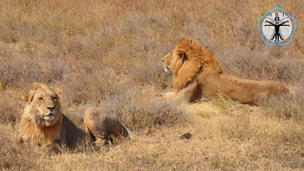 Location: Ngorongoro Conservation Area, Tanzania. Photo credit: Pascal Gagneux. © 2021