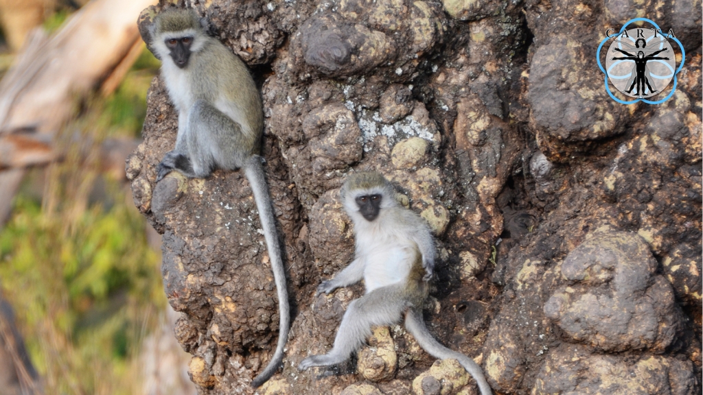 Location: Kigoma, Tanzania. Photo credit: Pascal Gagneux. © 2021