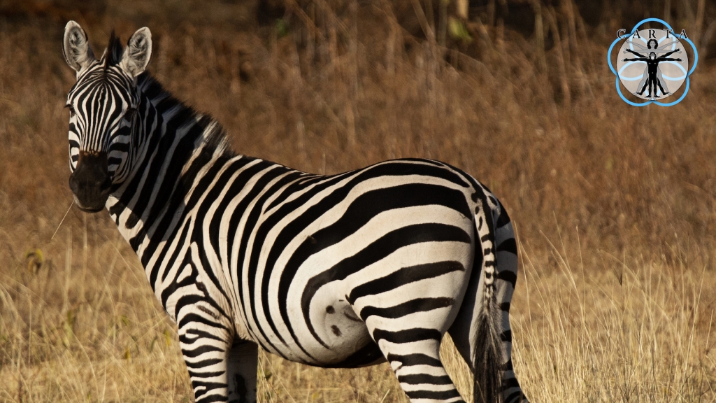 Location: Ngorongoro Conservation Area, Tanzania. Photo credit: Linda Nelson. © 2021