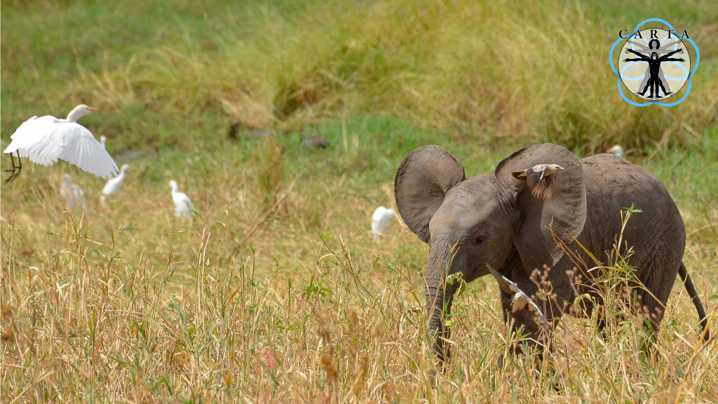 Location: Tarangire National Park, Tanzania. Photo credit: Jesse Robie. © 2023