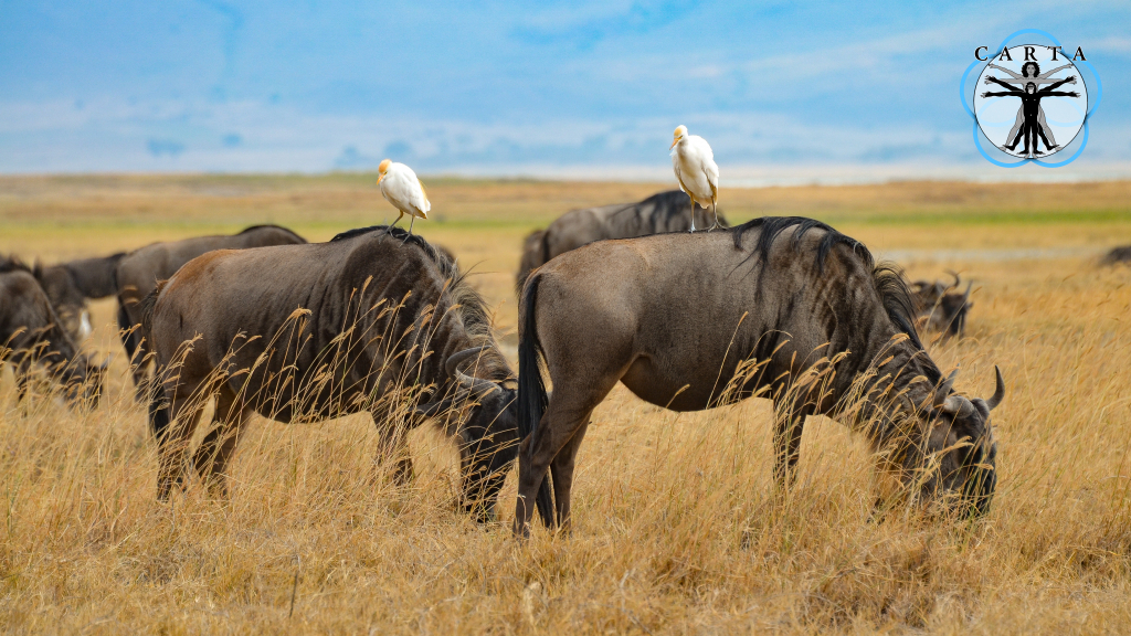 Location: Ngorongoro Conservation Area, Tanzania. Photo credit: Jesse Robie. © 2023