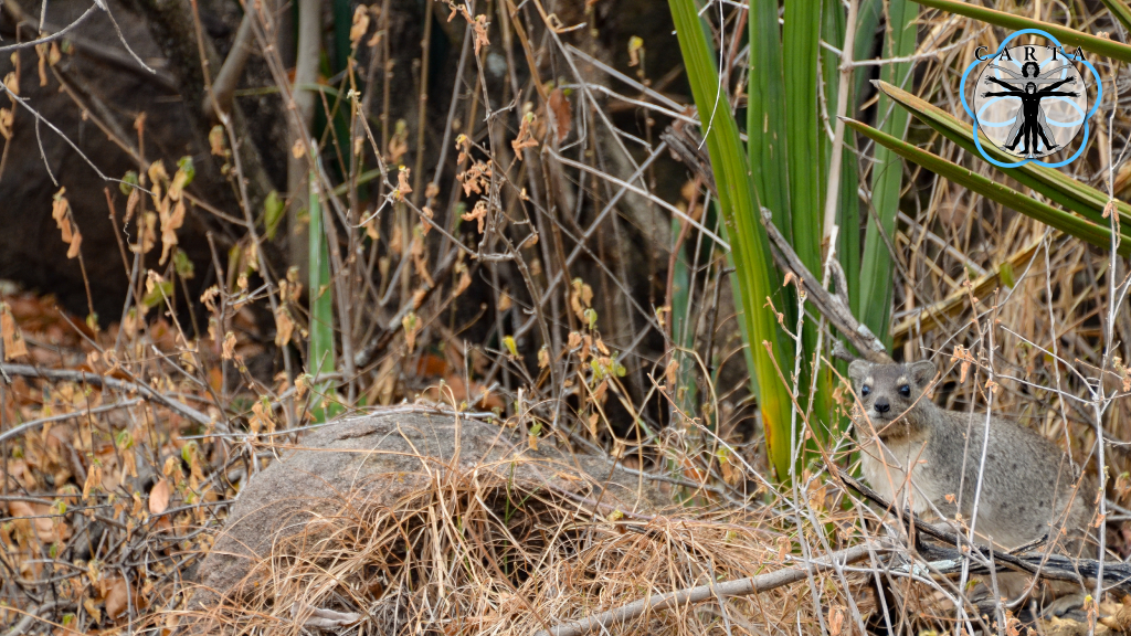 Location: Tarangire National Park, Tanzania. Photo credit: Jesse Robie. © 2023