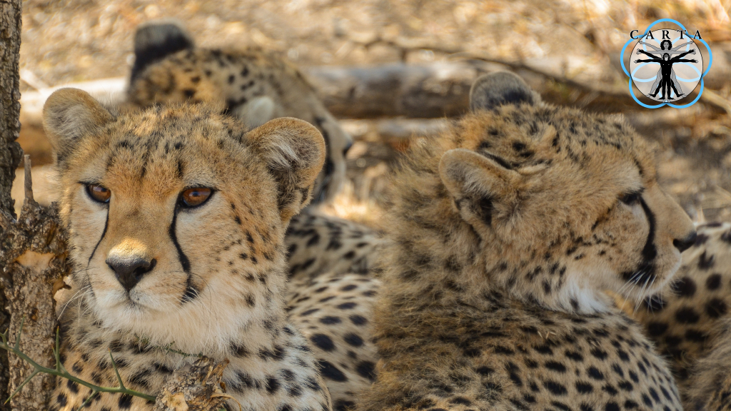 Location: Serengeti National Park, Tanzania. Photo credit: Jesse Robie. © 2023