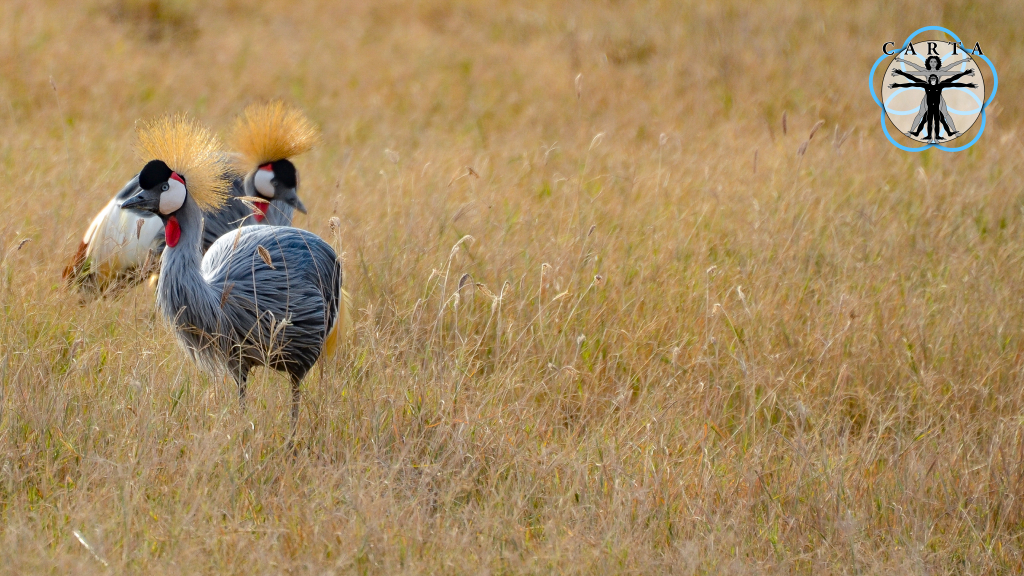 Location: Ngorongoro Conservation Area, Tanzania. Photo credit: Jesse Robie. © 2023