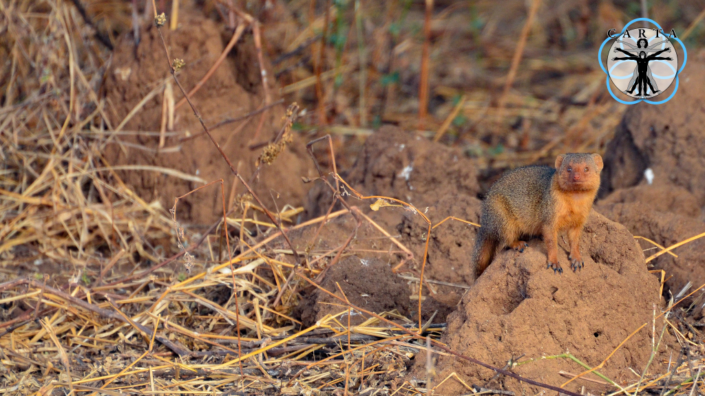 Location: Tarangire National Park, Tanzania. Photo credit: Jesse Robie. © 2023