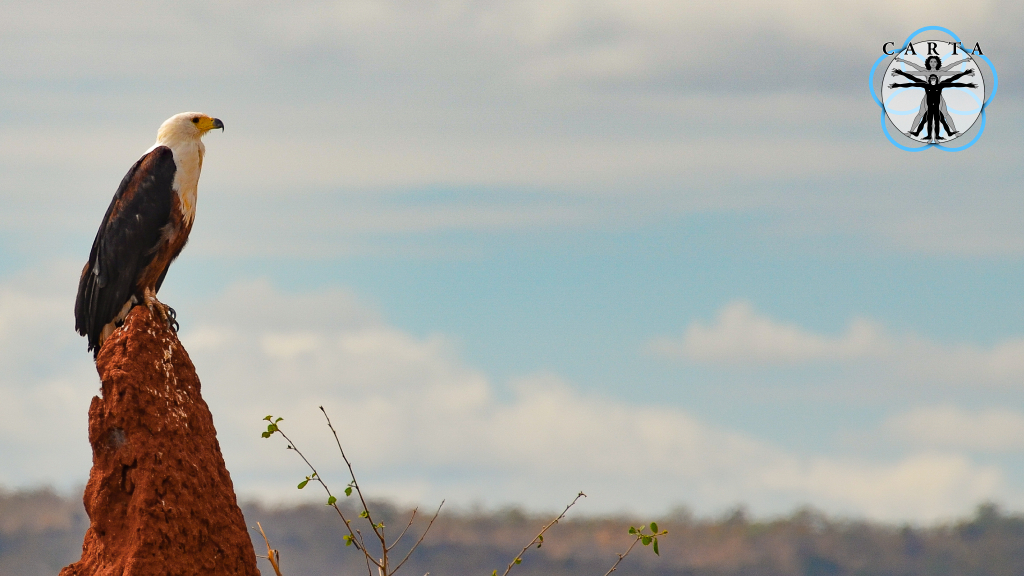 Location: Tarangire National Park, Tanzania. Photo credit: Jesse Robie. © 2023