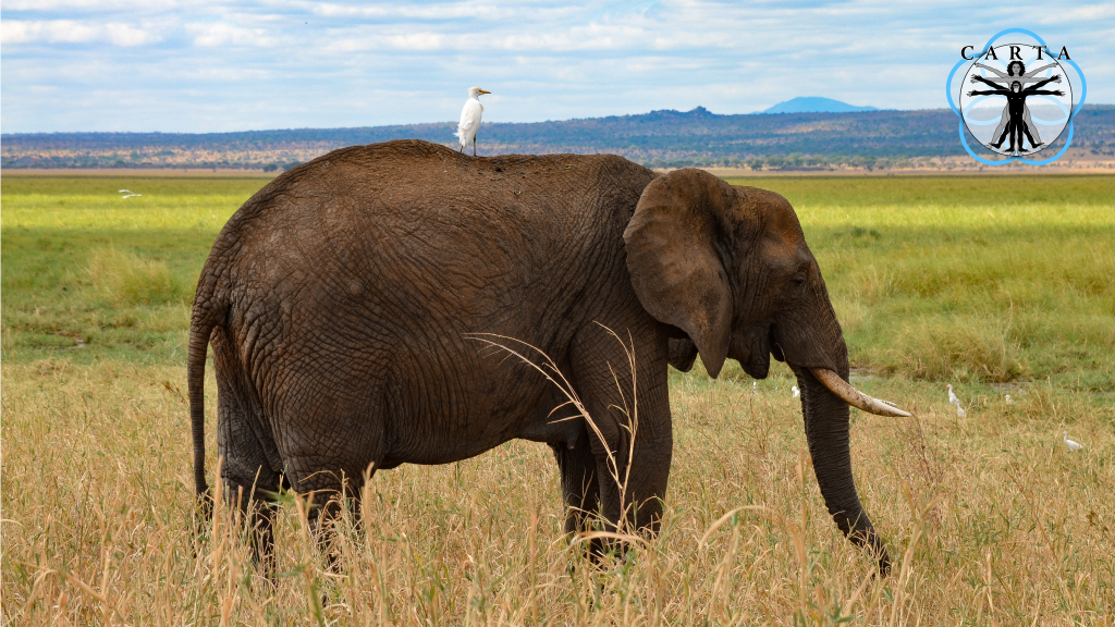 Location: Tarangire National Park, Tanzania. Photo credit: Jesse Robie. © 2023