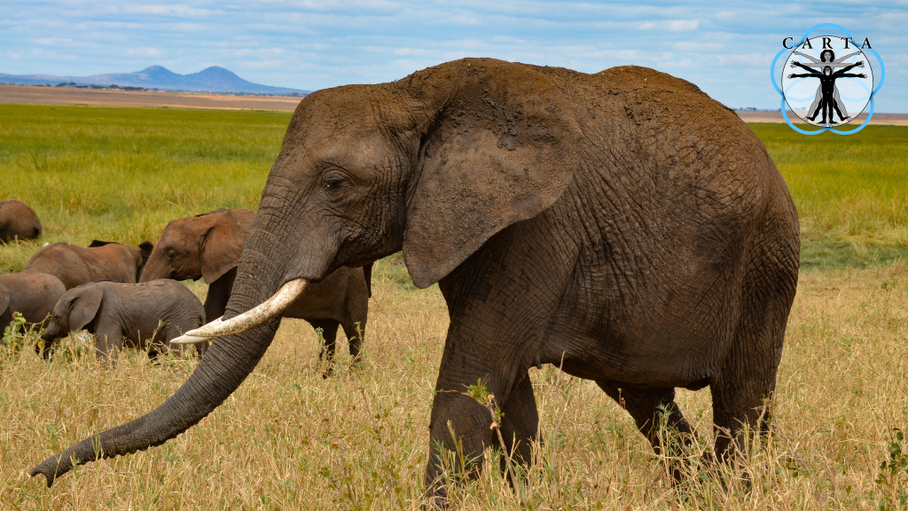 Location: Tarangire National Park, Tanzania. Photo credit: Jesse Robie. © 2023