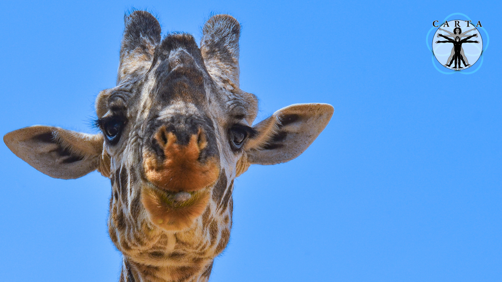 Location: Serengeti National Park, Tanzania. Photo credit: Jesse Robie. © 2023