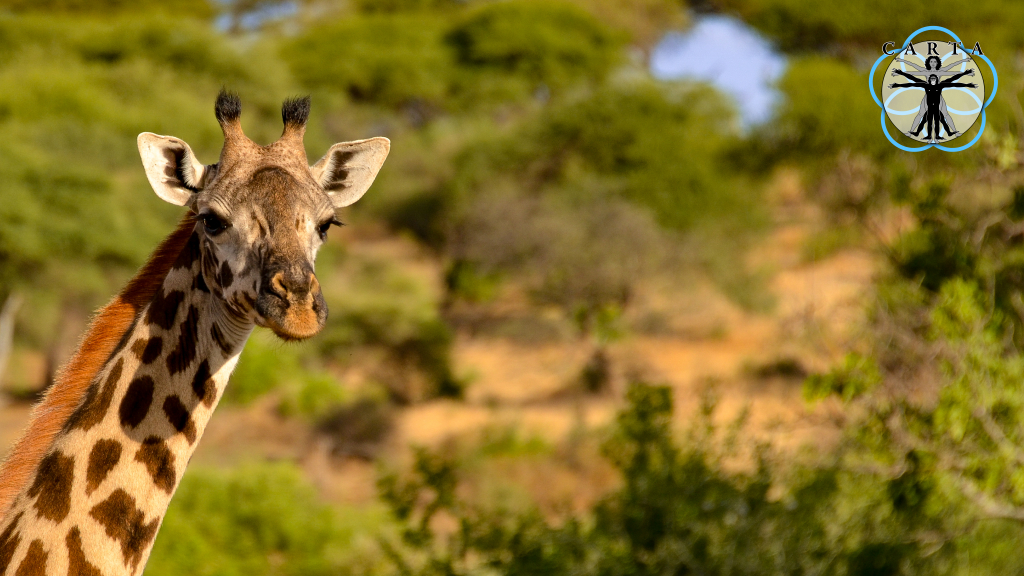 Location: Tarangire National Park, Tanzania. Photo credit: Jesse Robie. © 2023