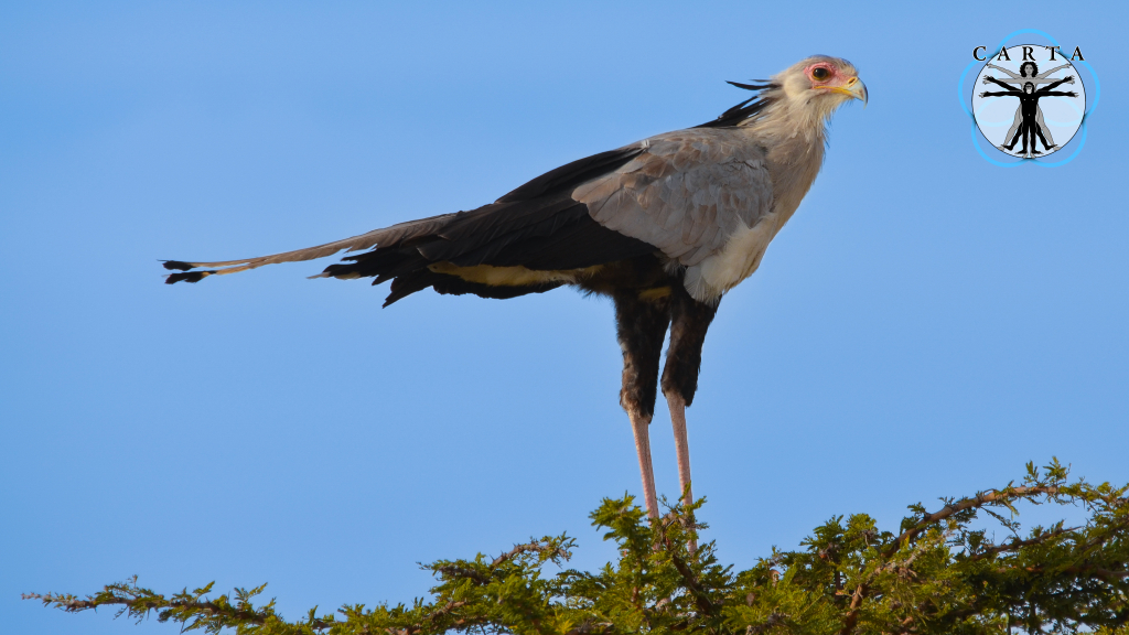 Location: Ngorongoro Conservation Area, Tanzania. Photo credit: Jesse Robie. © 2023