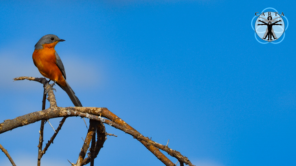 Location: Tarangire National Park, Tanzania. Photo credit: Jesse Robie. © 2023