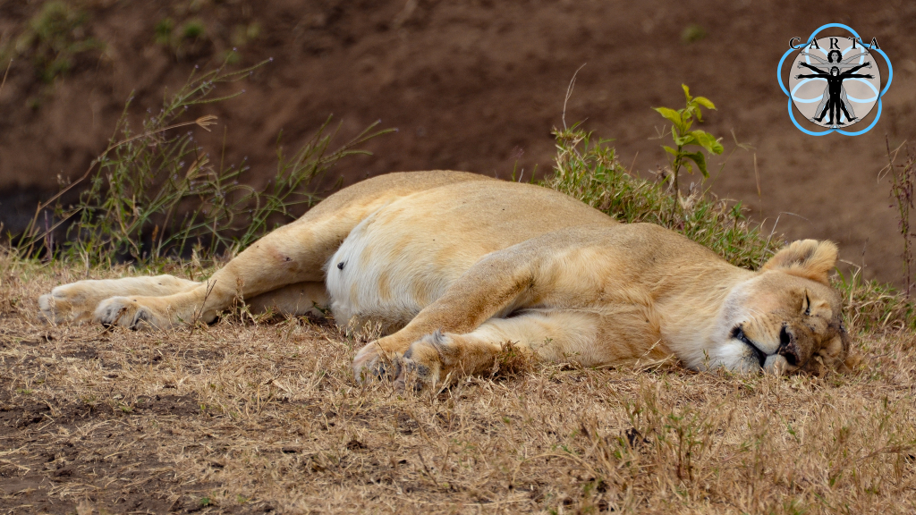 Location: Ngorongoro Conservation Area, Tanzania. Photo credit: Jesse Robie. © 2023