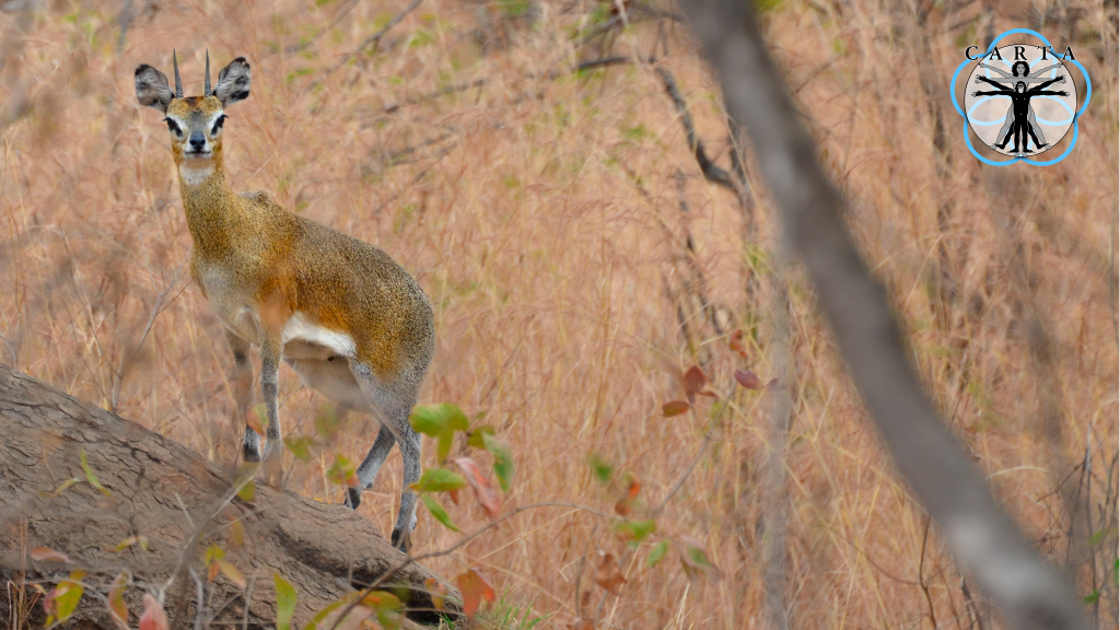 Location: Tarangire National Park, Tanzania. Photo credit: Jesse Robie. © 2023