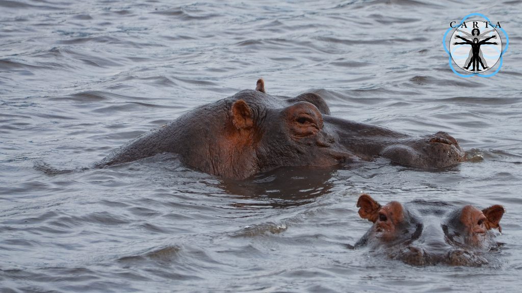 Location: Ngorongoro Conservation Area, Tanzania. Photo credit: Jesse Robie. © 2023