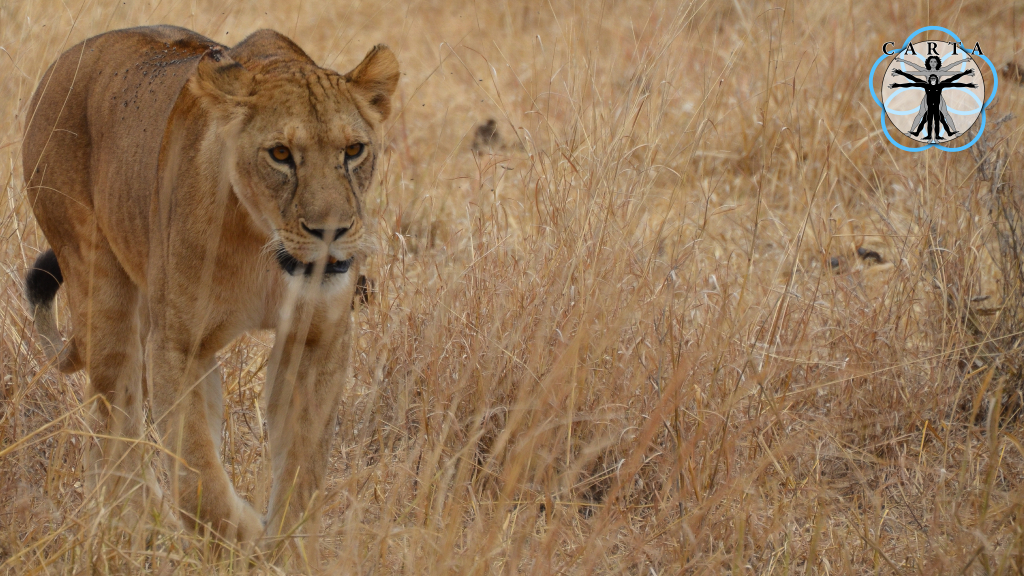 Location: Tarangire National Park, Tanzania. Photo credit: Jesse Robie. © 2023