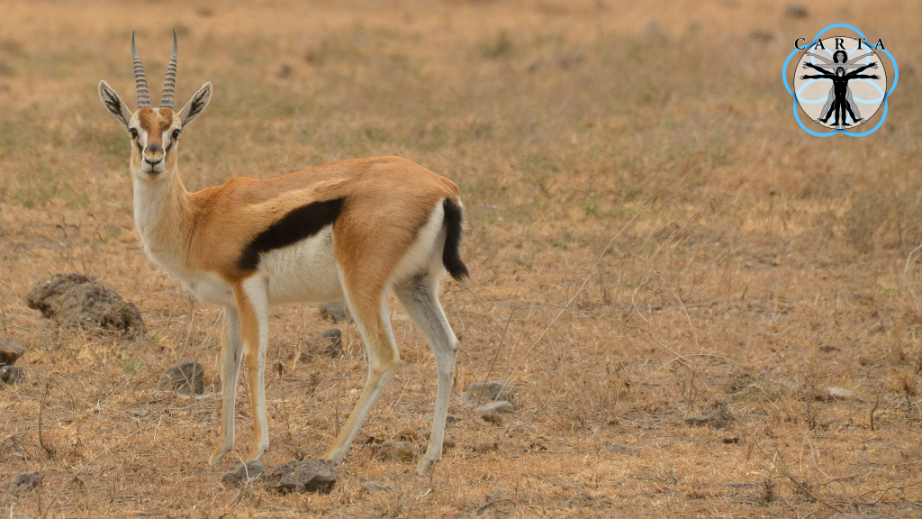 Location: Ngorongoro Conservation Area, Tanzania. Photo credit: Jesse Robie. © 2023