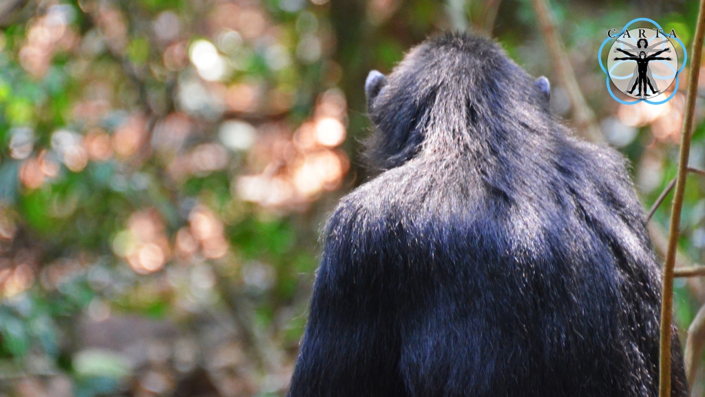 Location: Gombe Stream National Park, Tanzania. Photo credit: Pascal Gagneux. © 2020