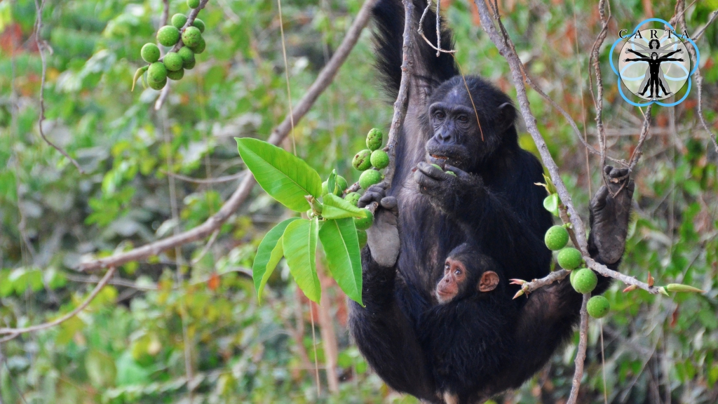 Location: Gombe Stream National Park, Tanzania. Photo credit: Pascal Gagneux. © 2020