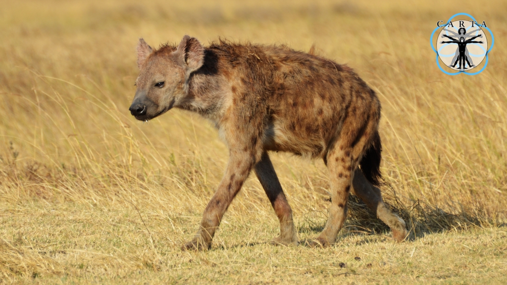 Location: Ngorongoro Conservation Area, Tanzania. Photo credit: Jesse Robie. © 2020