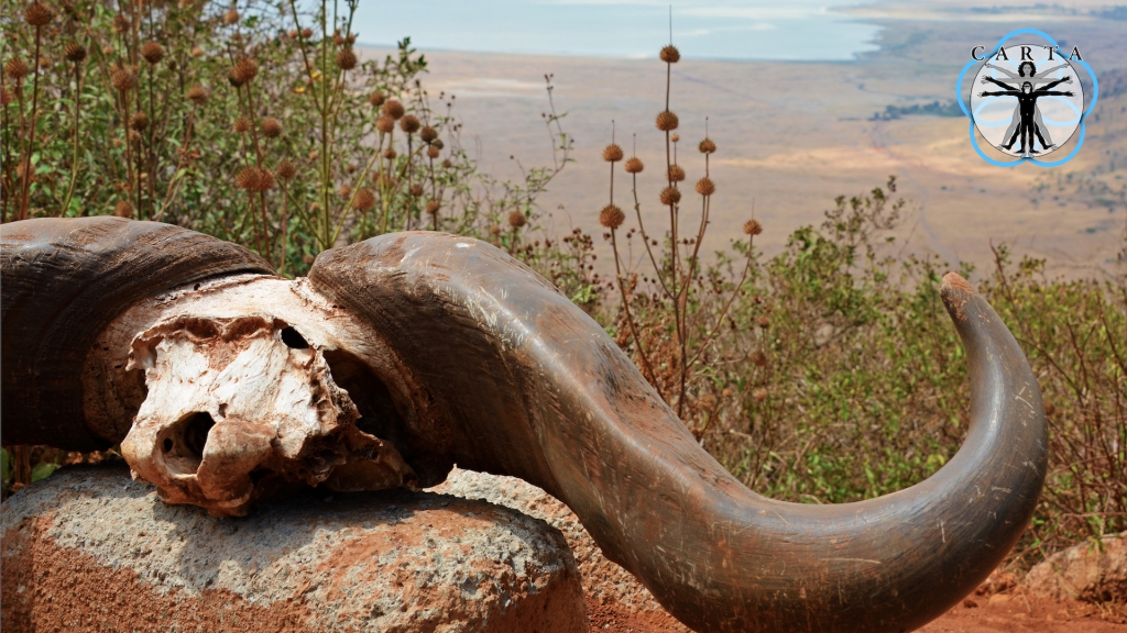 Location: Ngorongoro Conservation Area, Tanzania. Photo credit: Pascal Gagneux. © 2020