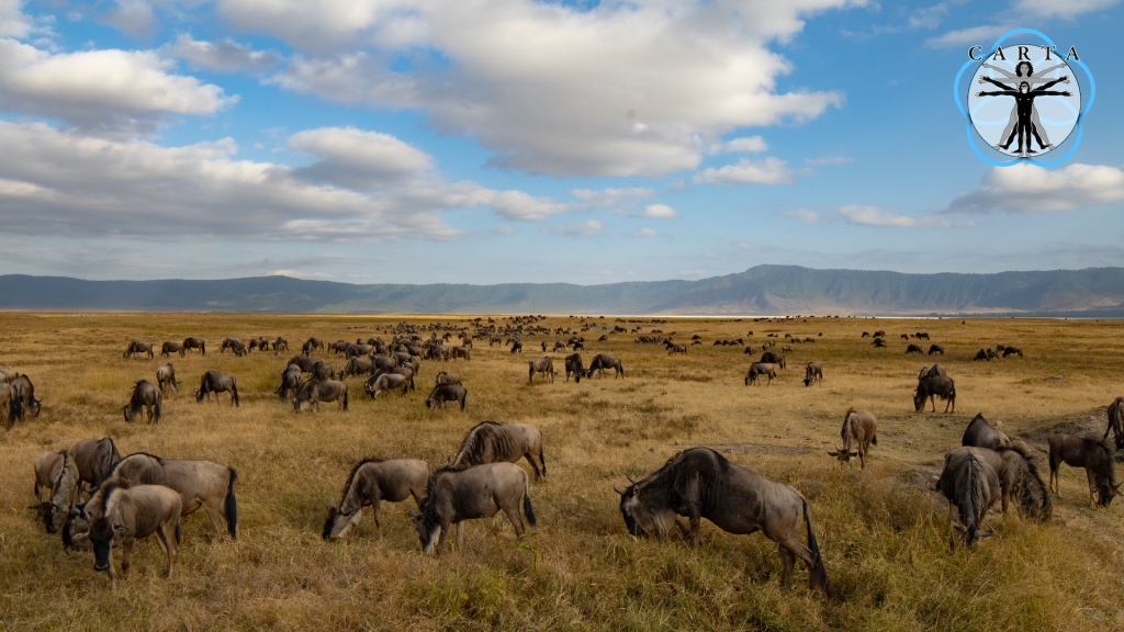 Location: Ngorongoro Conservation Area, Tanzania. Photo credit: Linda Nelson. © 2020