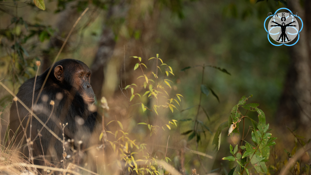 Location: Issa Valley, Tanzania. Photo credit: Jesse Robie. © 2024