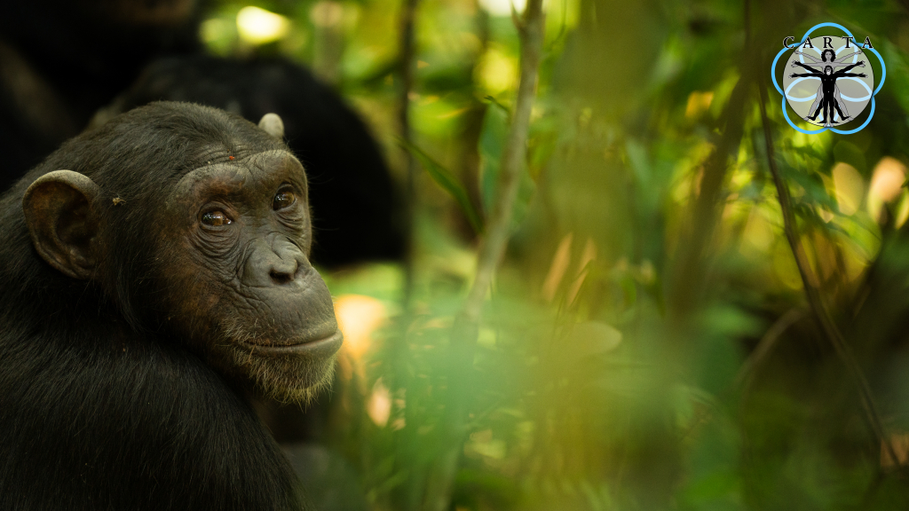 Location: Mahale Mountains National Park, Tanzania. Photo credit: Jesse Robie. © 2024